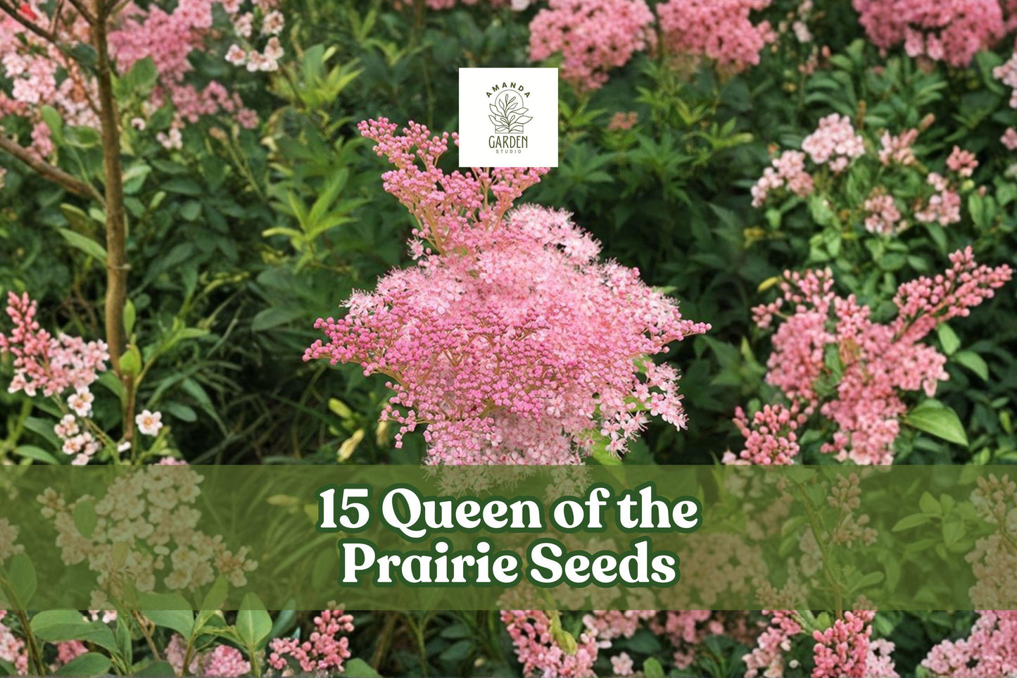 Queen of the Prairie Seeds - Pink Filipendula rubra Wildflower for Meadow & Pollinator Gardens, 15 Seeds