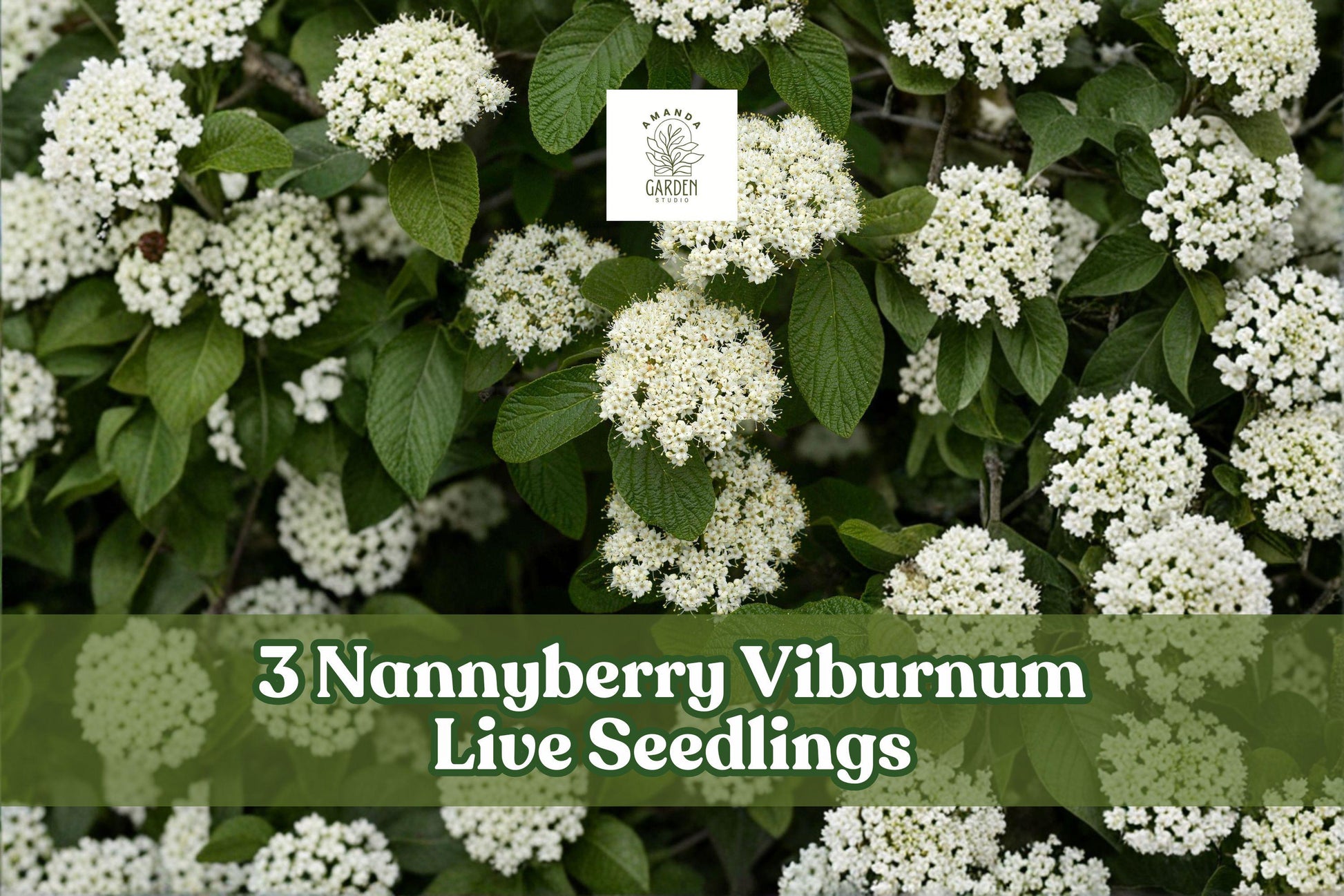 Nannyberry Viburnum Live Seedlings – 3 Pack, Viburnum lentago Shrubs for Landscaping, Hedges & Natural Gardens