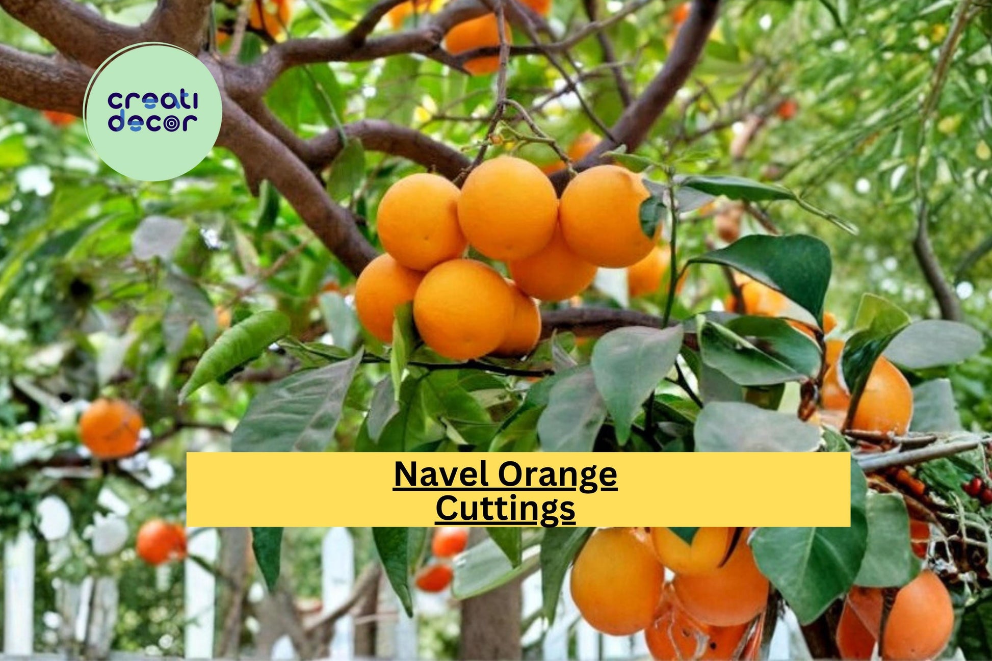California Navel Orange Scion Cuttings – Grafting Propagation Wood for Citrus Sinensis Fruit Tree