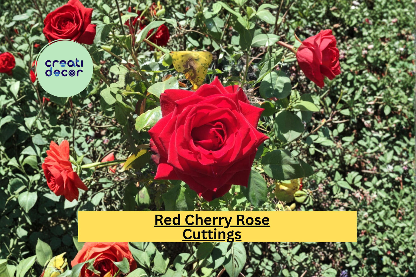 Red Cherry Rose Stem Cuttings for Propagation, Rosa hybrid Flowering Shrub, Red Blooms, Garden Bed or Container Planting