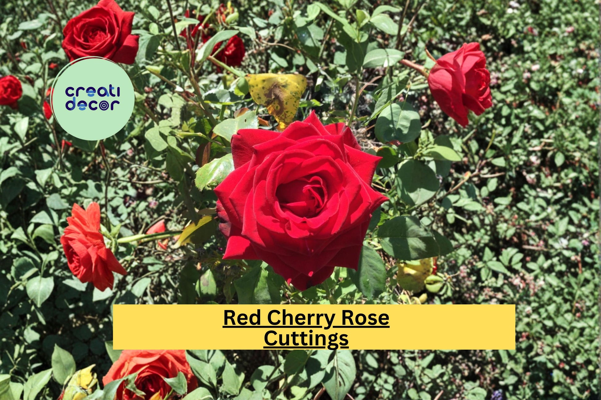 Red Cherry Rose Stem Cuttings for Propagation, Rosa hybrid Flowering Shrub, Red Blooms, Garden Bed or Container Planting