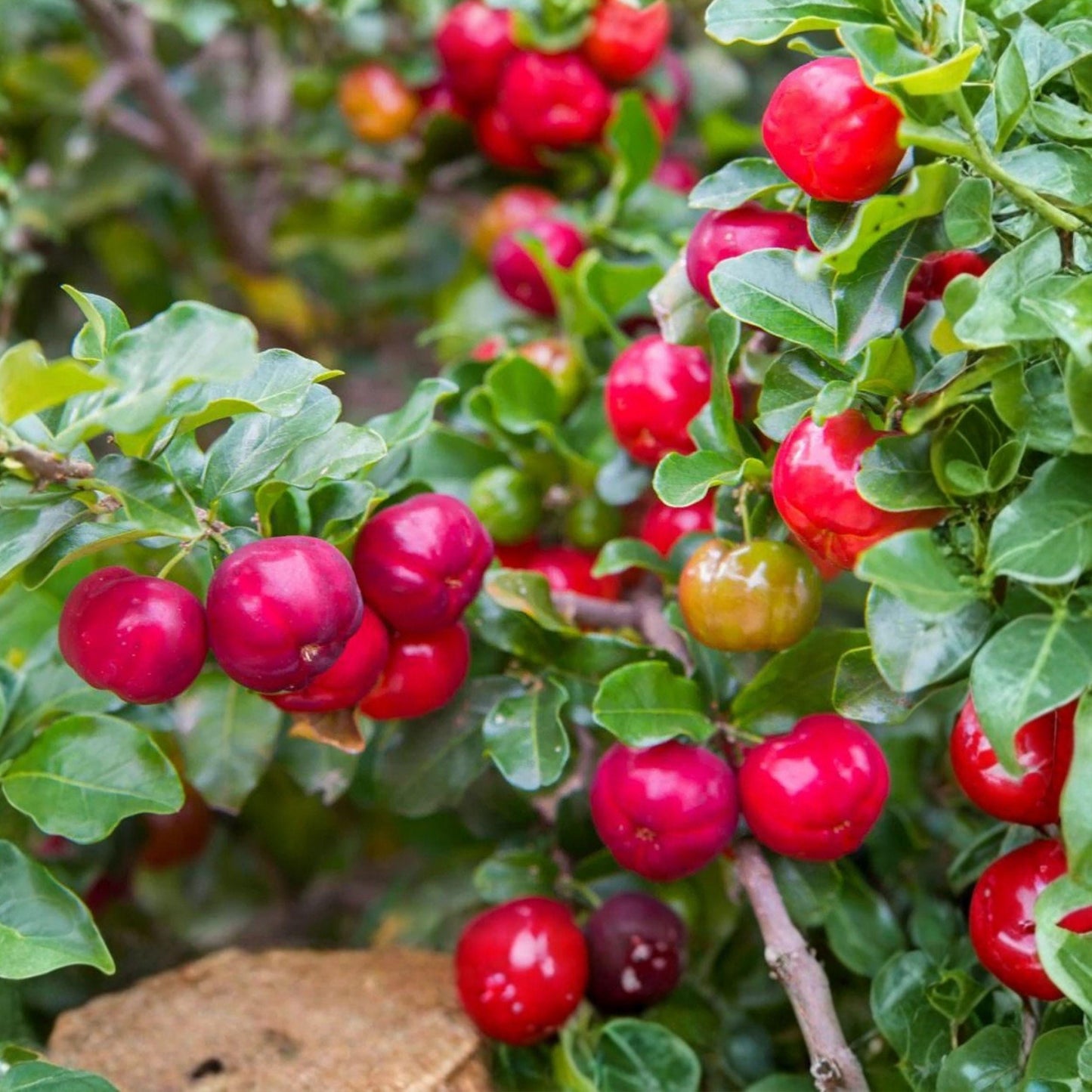 Barbados Cherry Live Plant | Acerola Cherry Starter | Tropical Fruit Tree | Edible Red Cherries | Vitamin C Rich