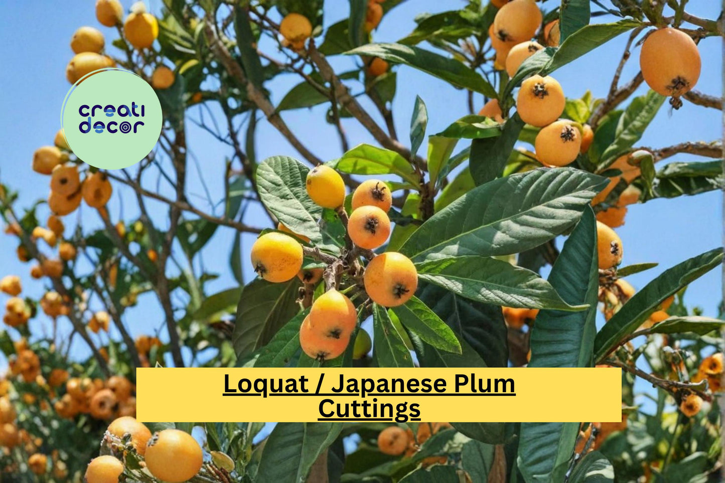 Loquat (Eriobotrya japonica) Fruit Tree Cuttings – Grafting & Rooting Scion Wood for Propagation