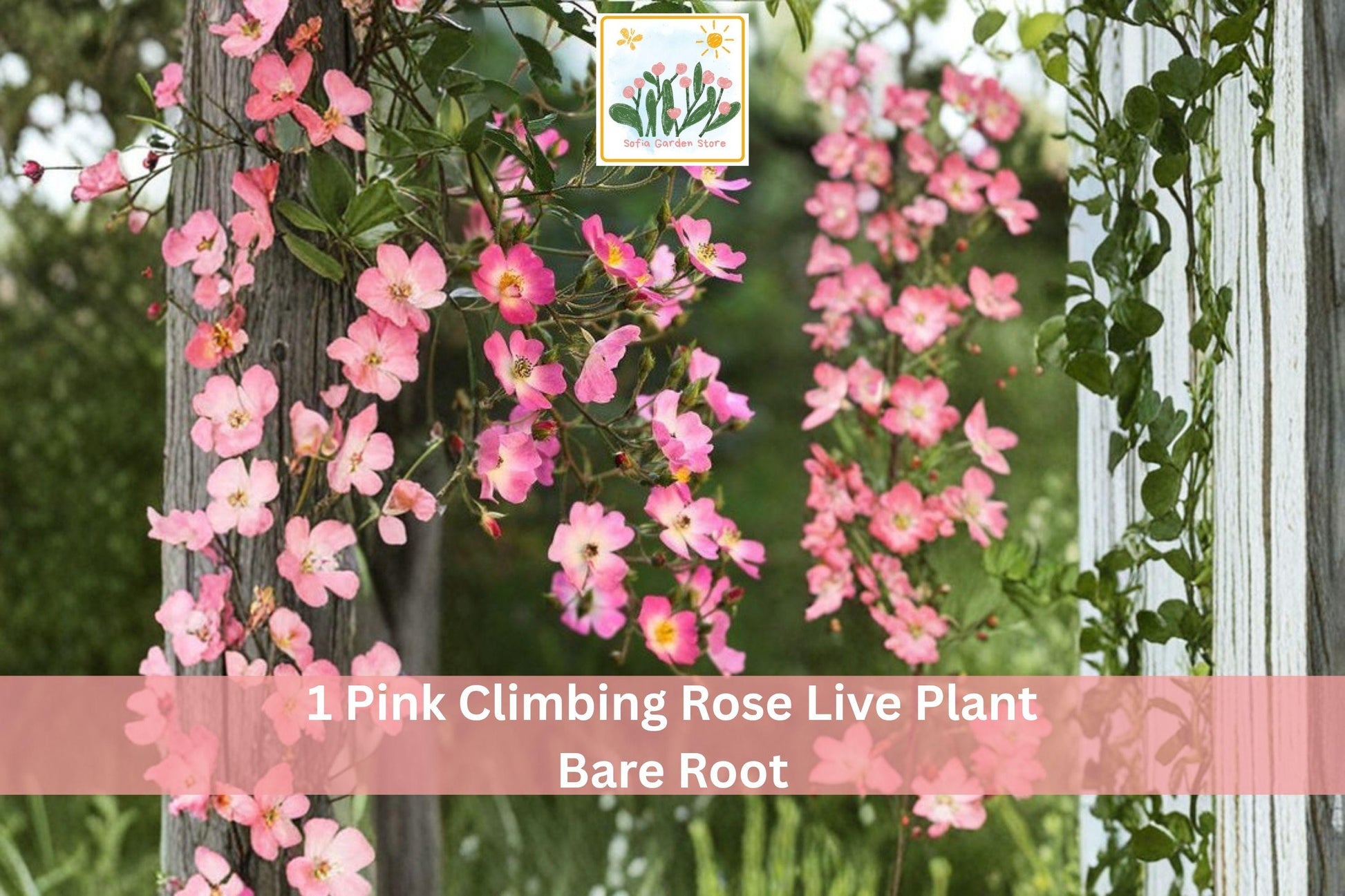 Pink Climbing Rose Bare Root Plant, 1-2 ft, Flowering Garden Vine, Rosa spp.