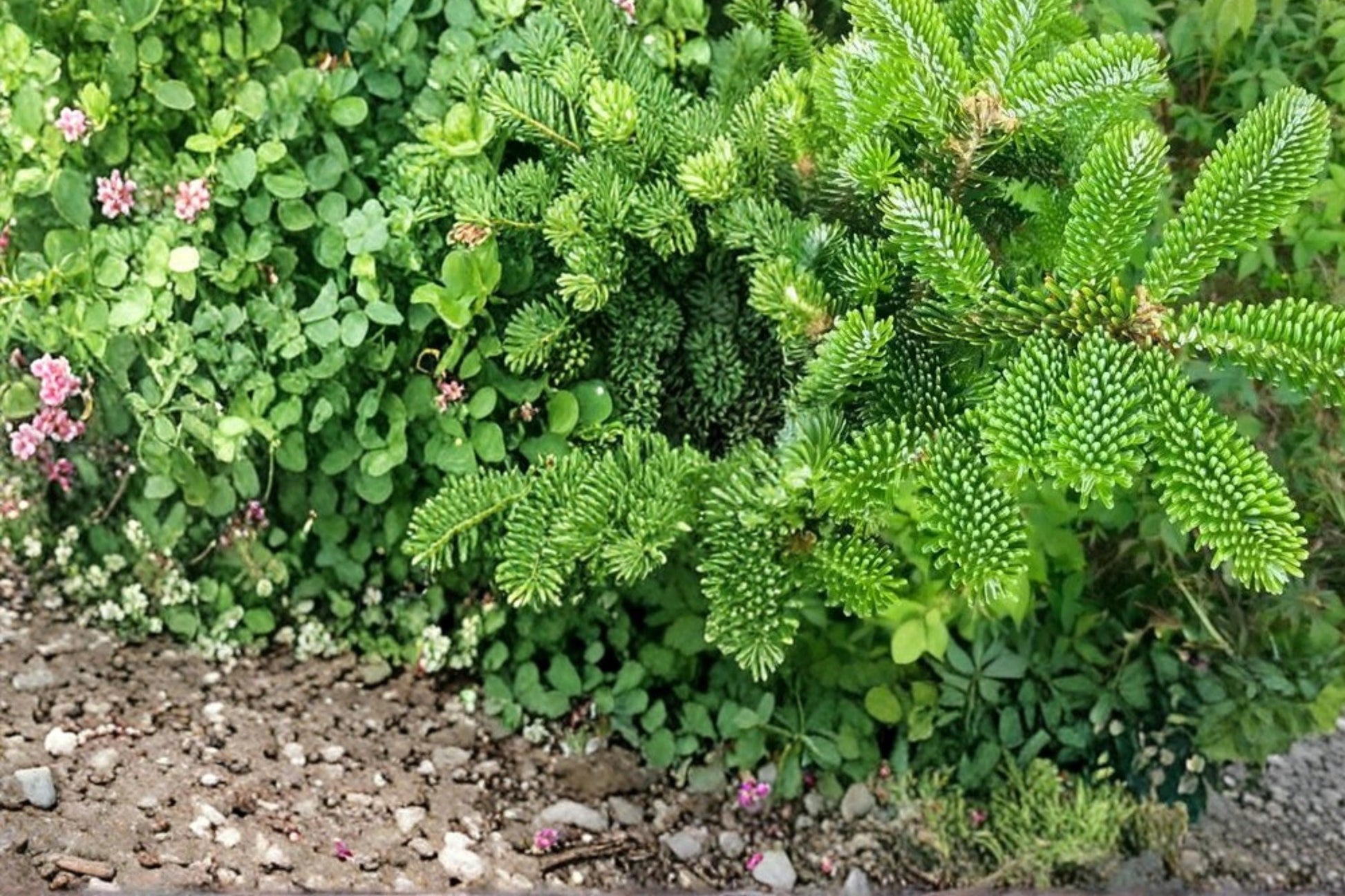 Fraser Fir Tree Seeds – Abies fraseri – Evergreen Conifer with Dense Needles and Conical Shape for Landscaping