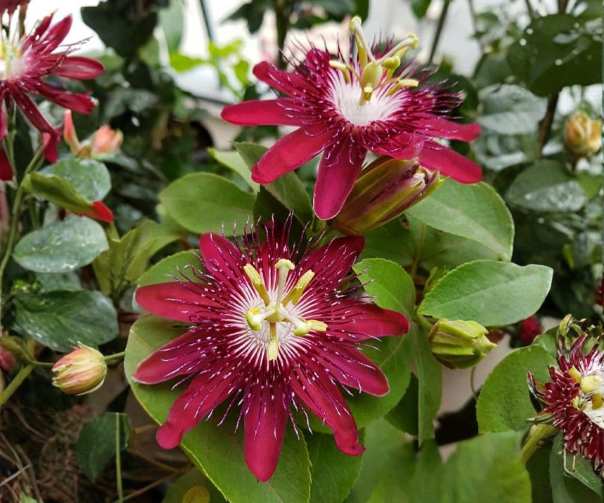 Lady Margaret Passion Flower Vine Live Starter Plant, Red Burgundy Climbing Tropical Passiflora, Vining Flowering Plant