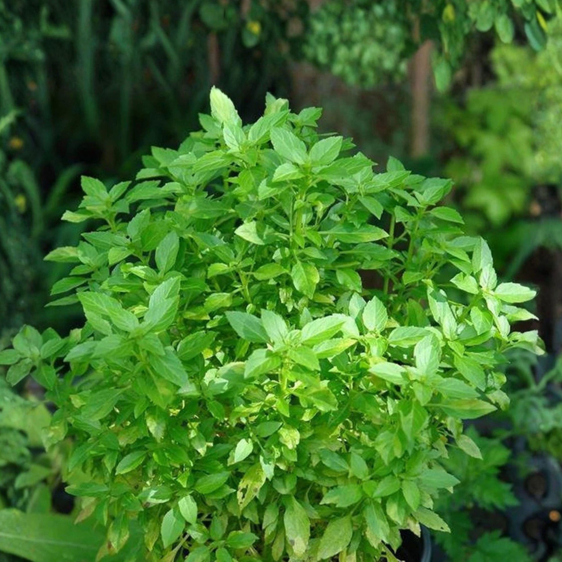 Dwarf Greek Basil Seeds, Compact Culinary Herb, Small Leaf, Ocimum basilicum, Container Gardening, 50 Seeds