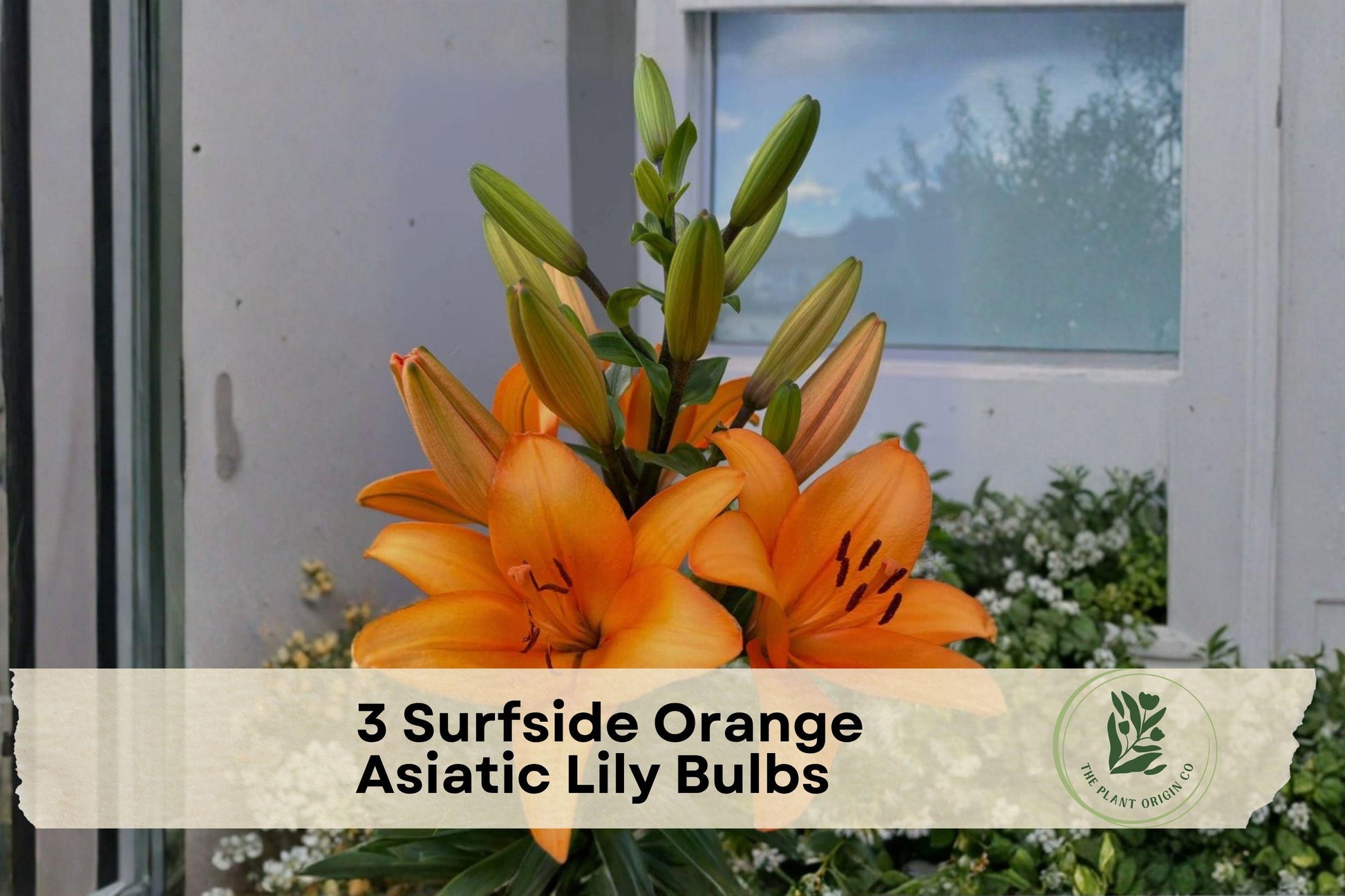 Surfside Orange Asiatic Lily Bulbs - Bright Orange Flowering Bulb for Garden Beds, Borders & Containers | Lilium Asiatic Hybrid
