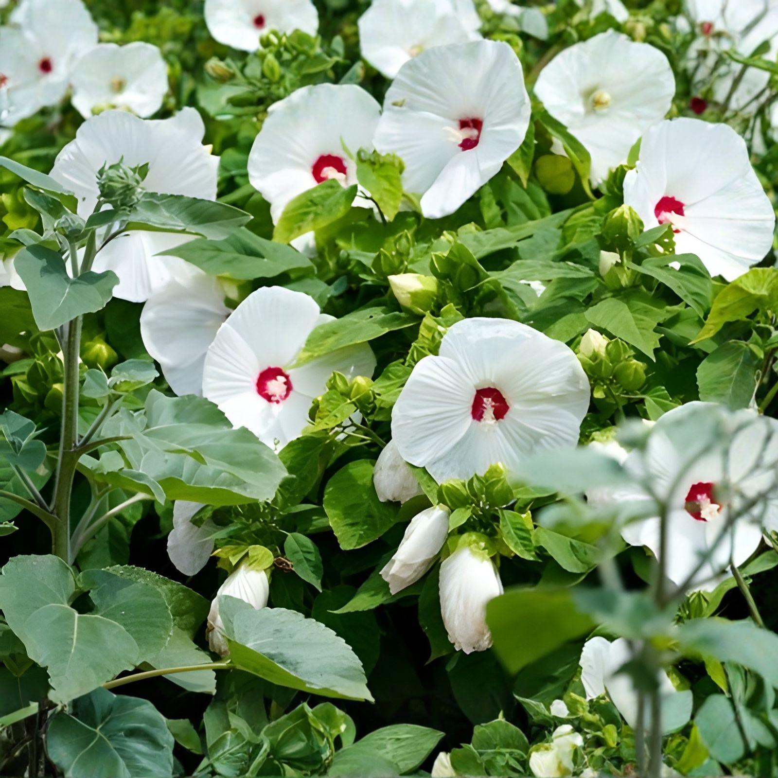 White Hardy Hibiscus Bare Root Plant – Large 6-8 Inch White Flowers with Red Centers, Tropical-Style Blooms, Hibiscus grandiflorus