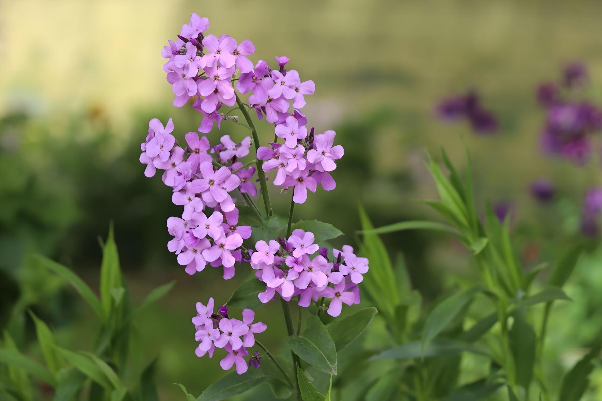 Dame’s Rocket Seeds (100) – Fragrant Night-Scented Hesperis matronalis for Borders, Wildflower Gardens & Pollinators