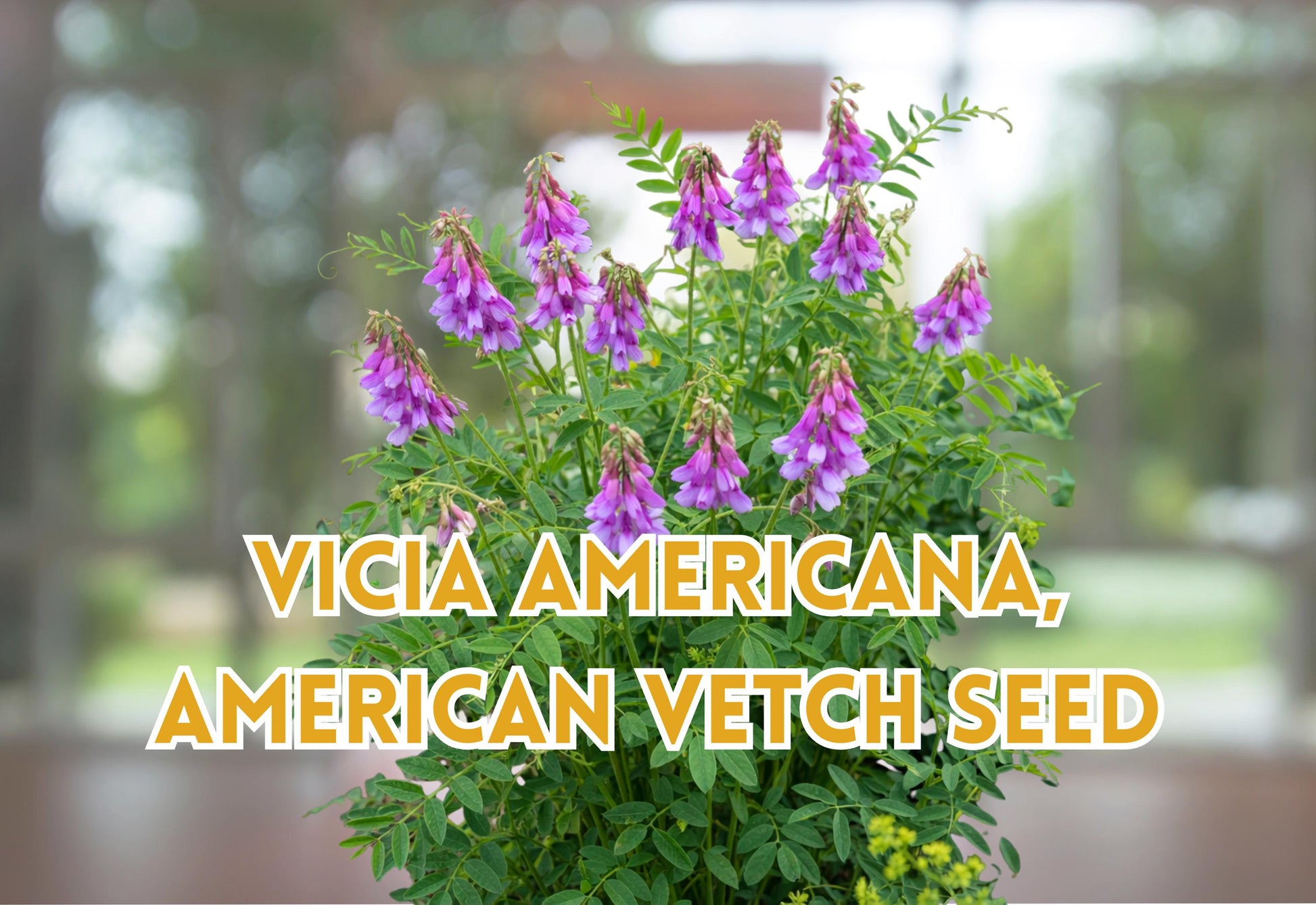 American Vetch Seeds, Climbing Wildflower, Purple to Pink, Vicia americana, Perennial Vine, 25 Seeds