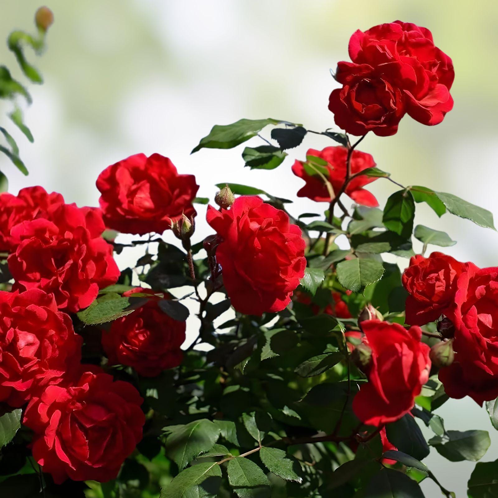 Wild Red Miniature Climbing Rose Bare Root Plant – Compact Red Double Blooms, Flowering Vines for Small Gardens and Trellises