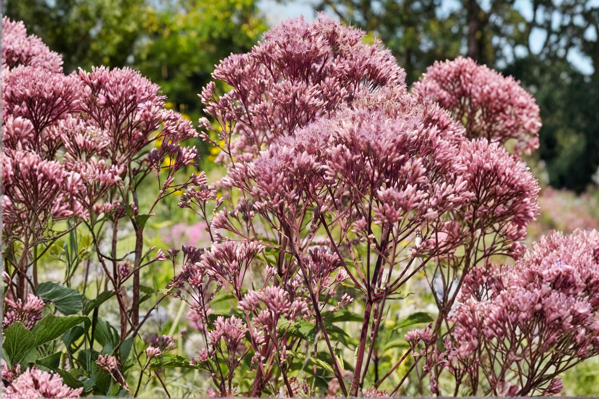 Spotted Joe Pye Weed Seeds 100 Eutrochium maculatum Native Wildflower Pollinator Magnet for Gardens & Meadows