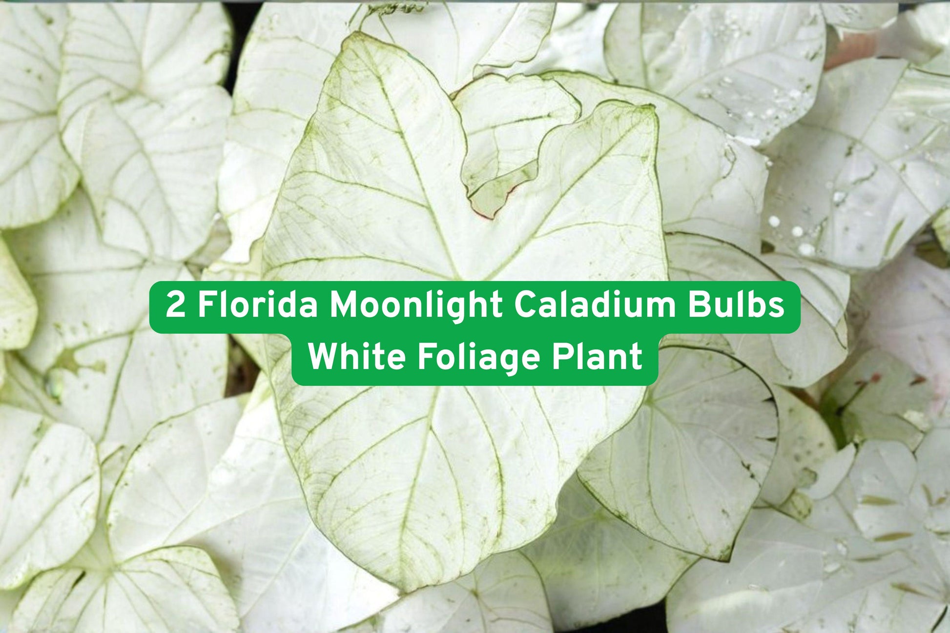 caladium bulbs, Florida Moonlight, white foliage plant, shade garden plant, tropical container plant, low light garden, white and green caladium, decorative foliage, indoor outdoor plant, garden bulbs, minimalist garden plant, tropical landscaping, easy grow caladium