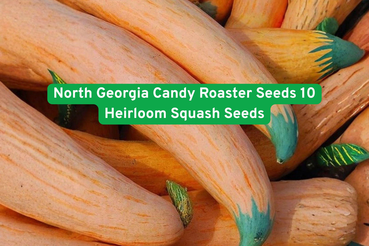 heirloom squash seeds, winter squash seeds, Candy Roaster seeds, vegetable garden seeds, orange squash seeds, baking squash seeds, roasting squash seeds, heirloom vegetable seeds, homestead gardening seeds, storage crop seeds, outdoor planting seeds, seasonal cooking seeds, large vine squash seeds