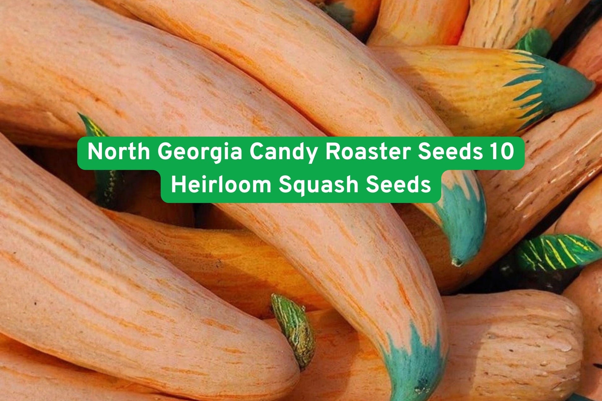 heirloom squash seeds, winter squash seeds, Candy Roaster seeds, vegetable garden seeds, orange squash seeds, baking squash seeds, roasting squash seeds, heirloom vegetable seeds, homestead gardening seeds, storage crop seeds, outdoor planting seeds, seasonal cooking seeds, large vine squash seeds