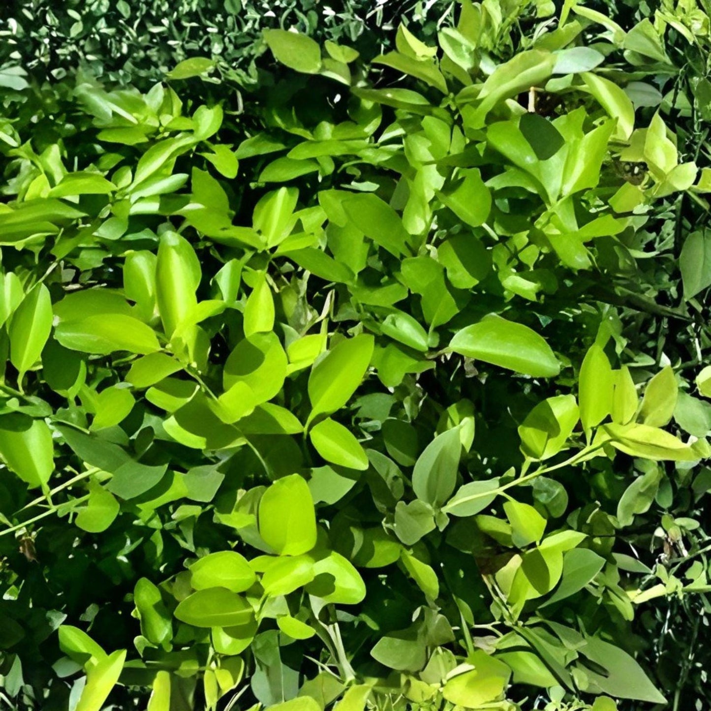 Fresh Organic Lemon Tree Leaves – Herbal Tea, Citrus limon, 50+ Hand-Picked, Same Day Cut