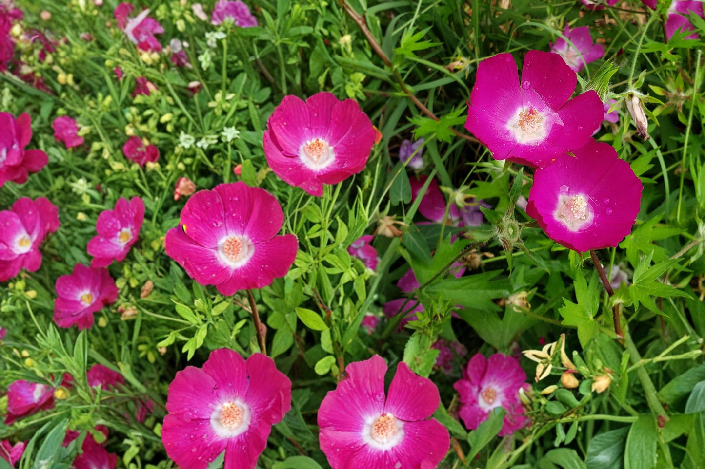Purple Poppy Mallow Seeds – Callirhoe involucrata, Low-Growing Perennial with Magenta Purple Flowers, Groundcover & Rock Garden Plant