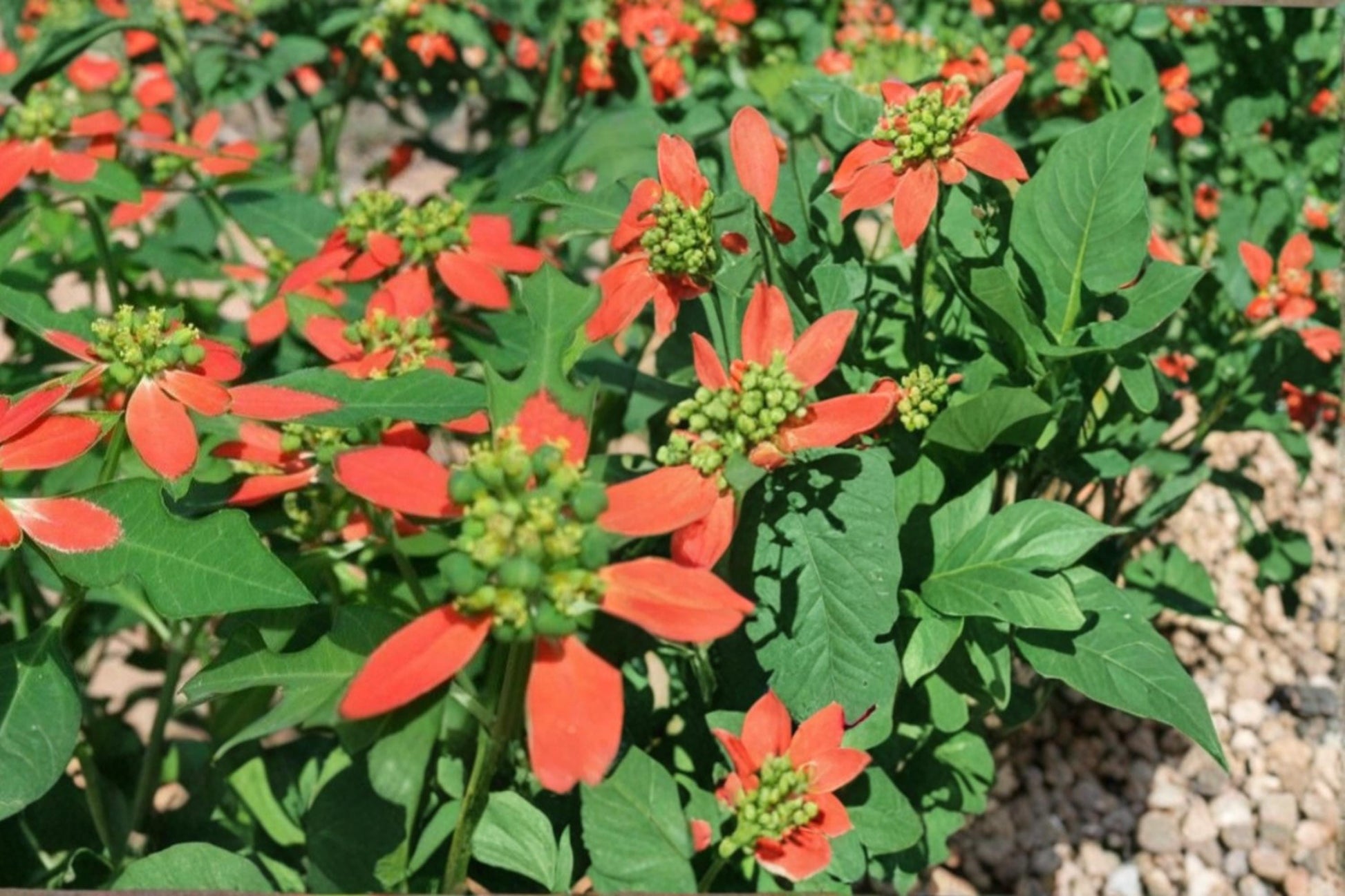 Fire on the Mountain Seeds – Euphorbia cyathophora, Variegated Red and White Bracts, Annual Herbaceous Flower Seed