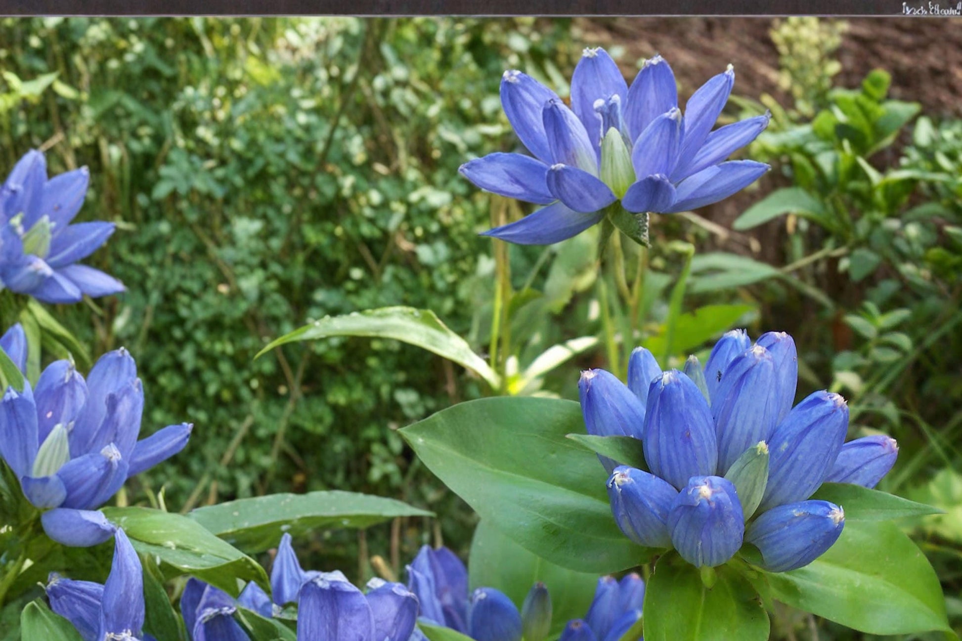 Bottle Gentian Seeds – Gentiana andrewsii Herbaceous Perennial with Deep Blue Bottle-Shaped Flowers, Native Wildflower Seed
