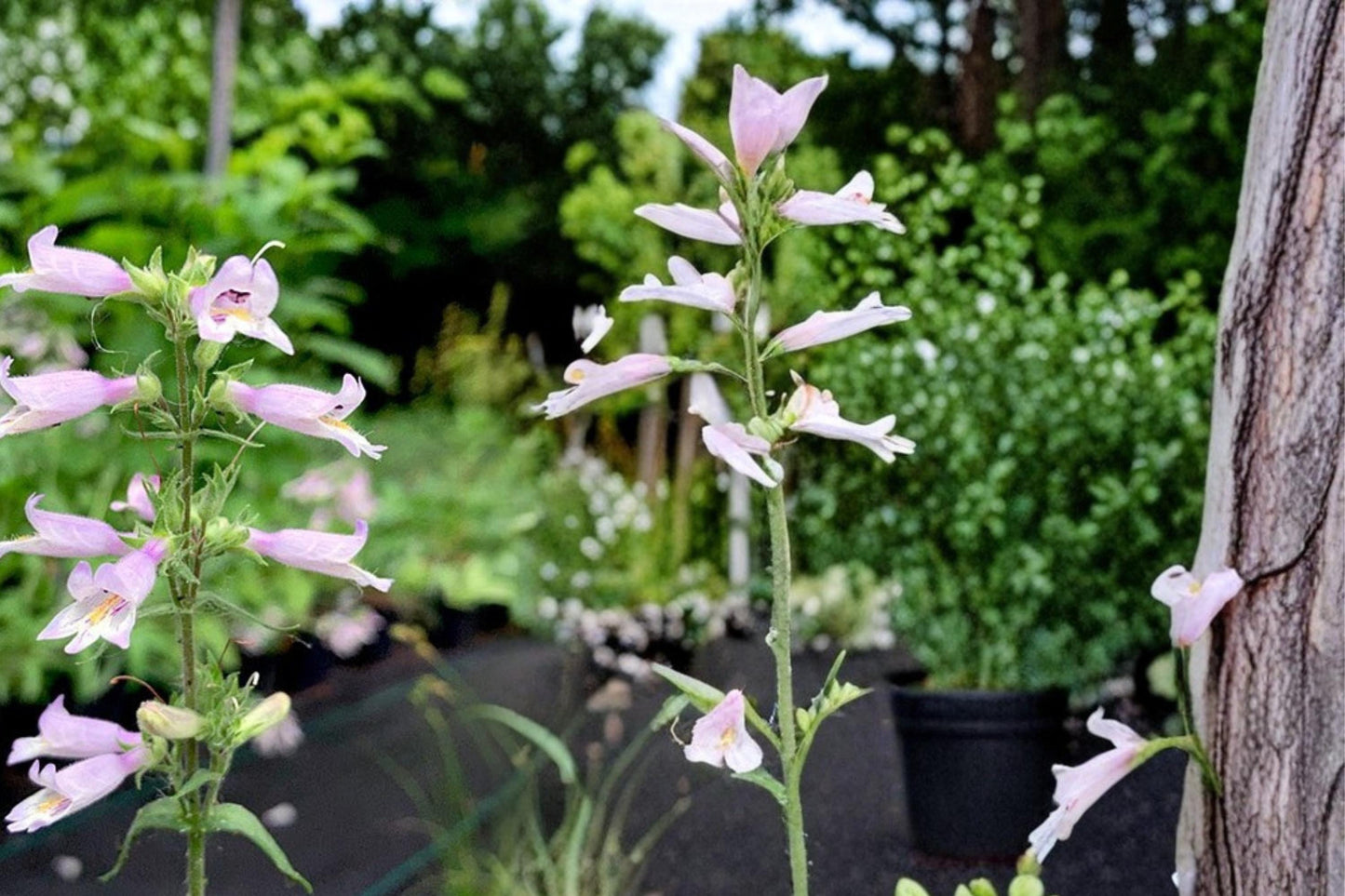Slender Beardtongue Seeds 100 Penstemon gracilis Perennial Wildflower Tubular Pale Purple Blue Plant