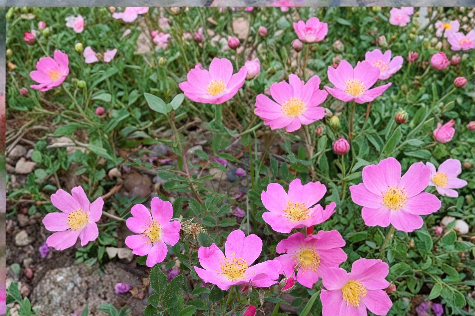 Prairie Wild Rose Seeds Rosa arkansana Deciduous Pink Flowering Shrub Native Plant Landscape