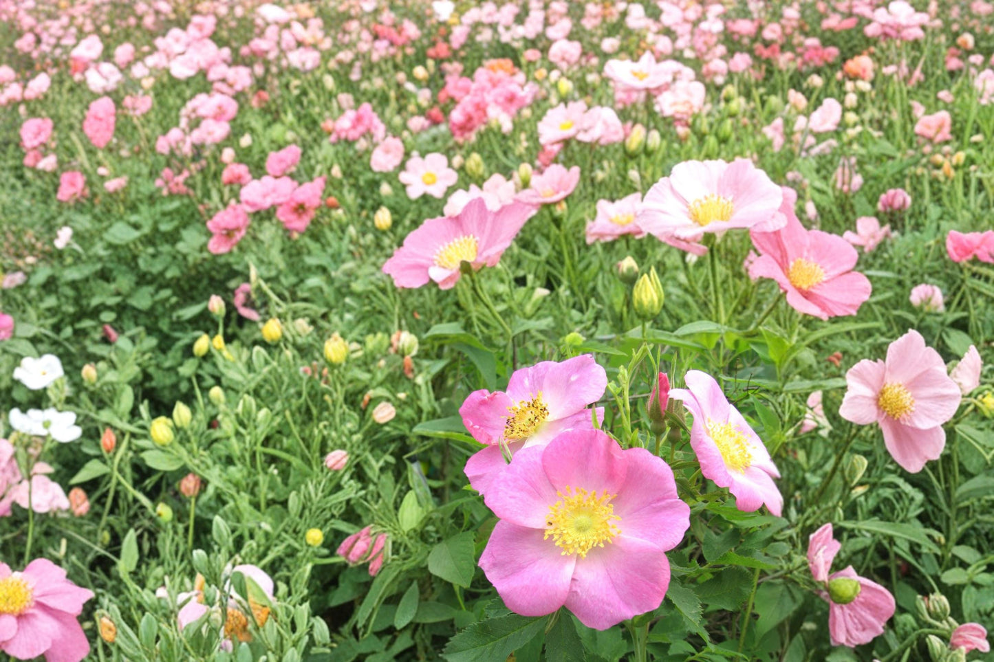 Pasture Rose Seeds Rosa carolina Native Deciduous Shrub Pink Flowers Red Hips Garden Hedge Landscape