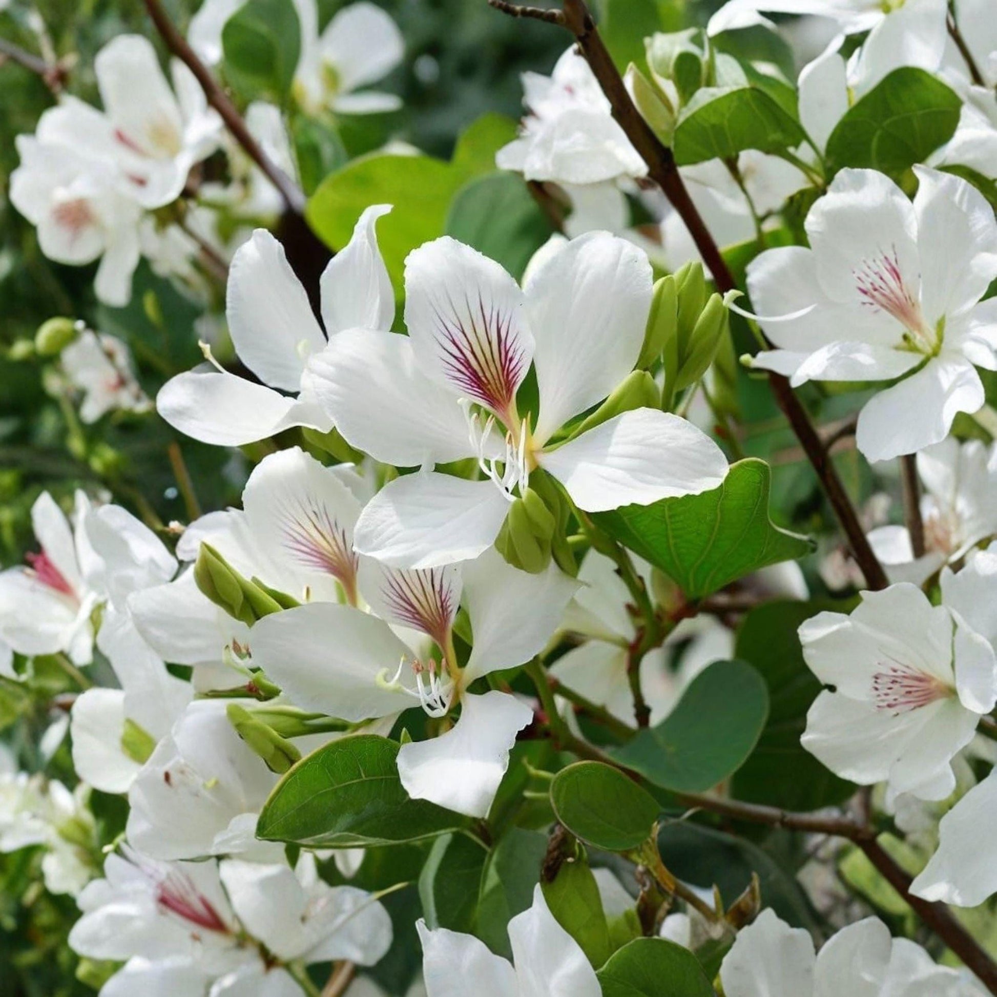 Bauhinia alba Seeds, White Orchid Tree, Butterfly Tree, Ornamental Plant, Bauhinia variegata var. candida, White Flowers