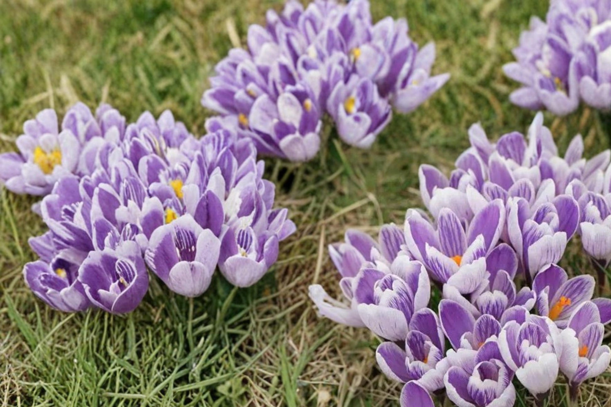 Pickwick Crocus Bulbs – 25 Pack, Early Spring Blooming, Striped Purple & White Crocus, Perennial Flower Bulb for Garden Beds & Borders