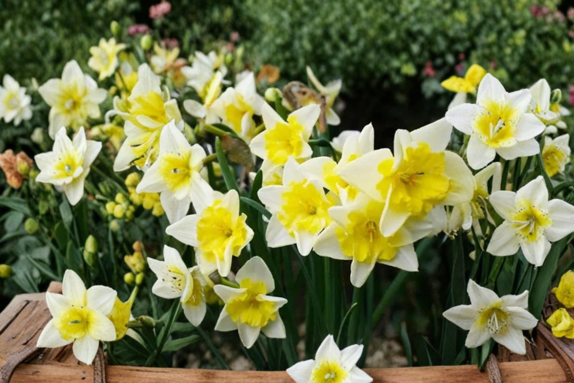 Prom Dance Daffodil Bulbs – Narcissus, Double Flowering, Yellow & Orange, Perennial Spring Bulb, Garden Bed & Border Plant