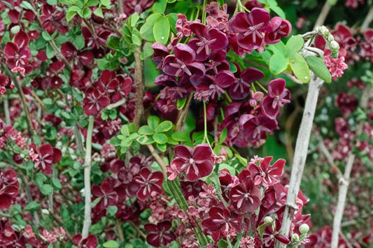 Chocolate Vine Seeds – Akebia quinata, Fast-Growing Climbing Vine with Purple Flowers, Screening and Trellis Plant