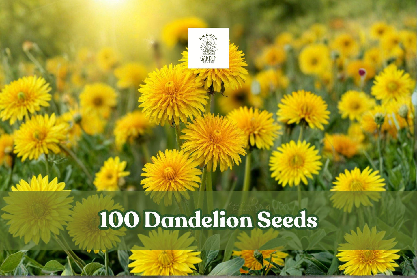 Dandelion Seeds, 100+ Taraxacum officinale Perennial Herb, Bright Yellow Flowers, Easy to Grow Indoor Outdoor Garden Planting