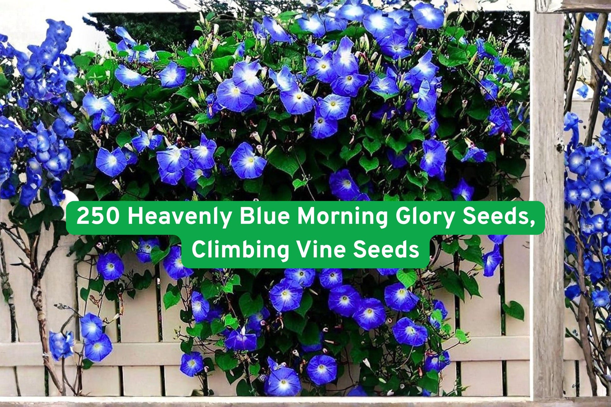 Morning Glory Seeds,Climbing Vine Seeds,Heirloom Blue Flowers,Vertical Garden Seeds,Trellis Cover Seeds,Fence Climber Seeds,Blue Bloom Seeds,Fast-Growing Garden Vine,Outdoor Flower Seeds,Cottage Garden Seeds,Pollinator Friendly Seeds,Sun Loving Flower Seeds,Seasonal Bloom Seeds