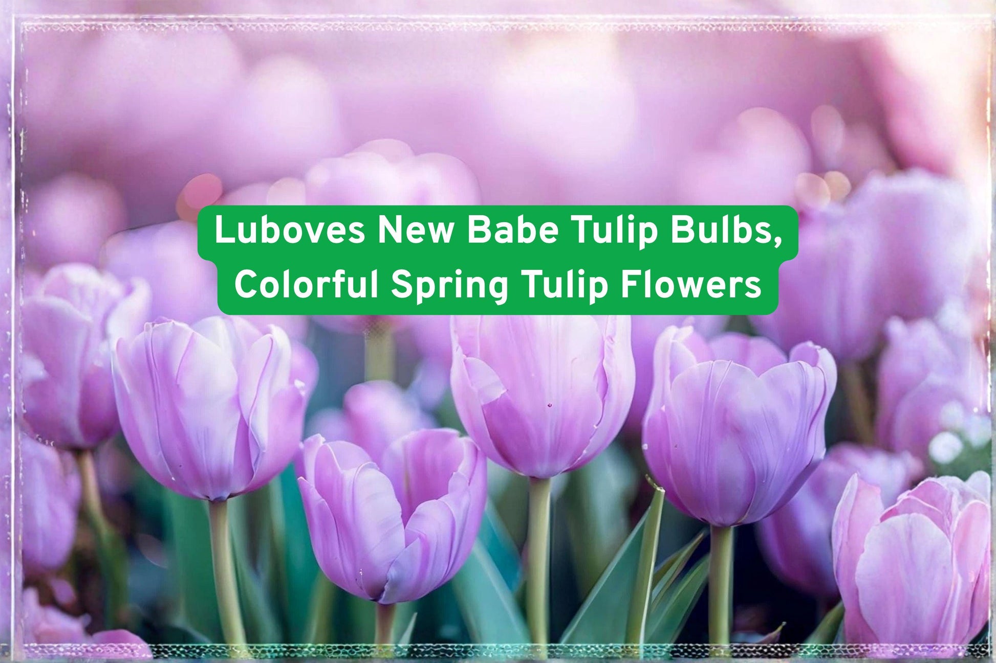 spring tulip bulbs, colorful garden flowers, vibrant flower bulbs, easy grow tulips, spring bloom plants, container tulips, garden border flowers, cut flower tulips, outdoor flower bulbs, perennial tulip bulbs, bright spring flowers, beginner friendly bulbs, seasonal garden decor