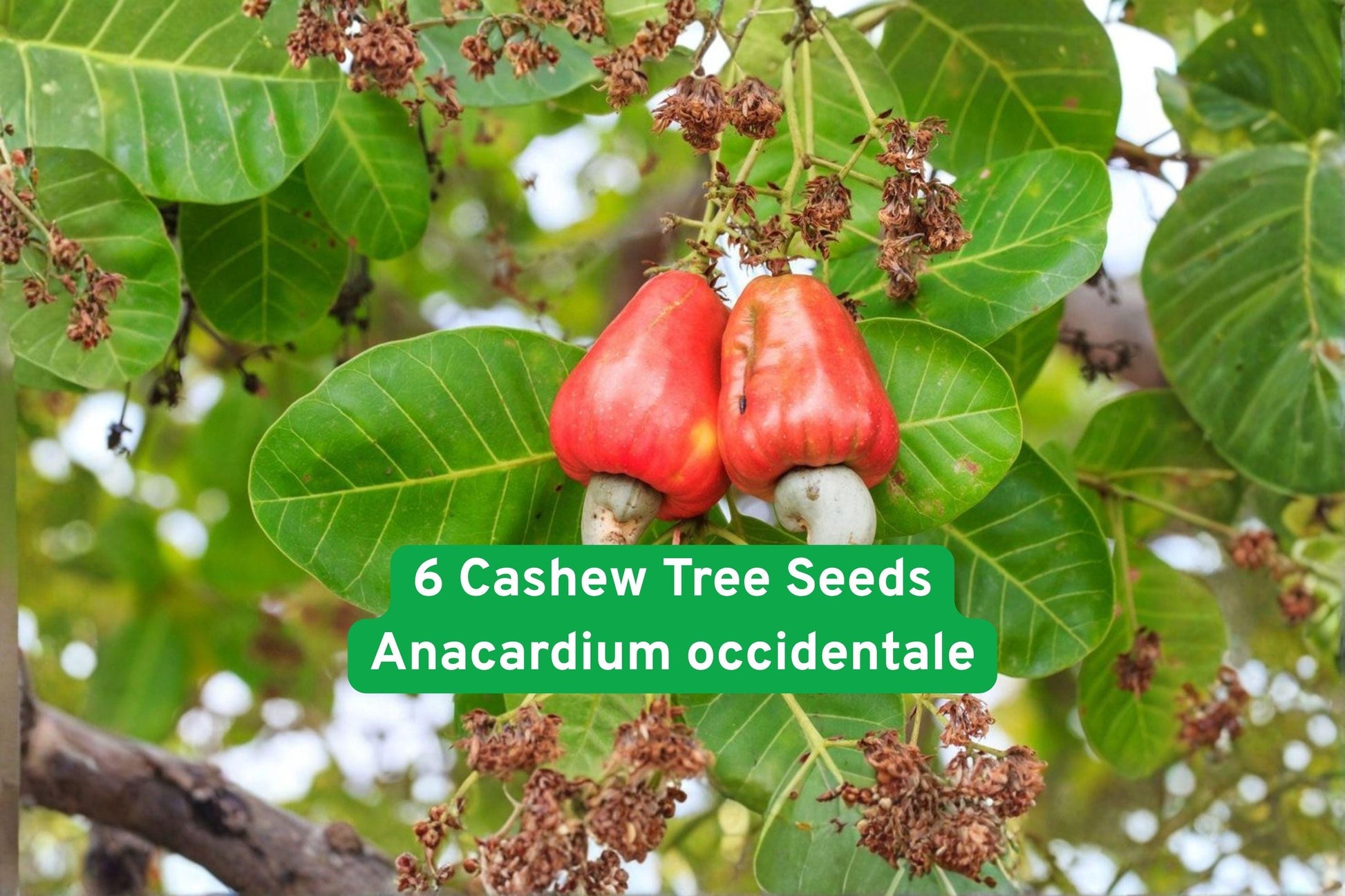 cashew tree seeds, tropical nut tree, edible landscaping, exotic fruit plant, evergreen fruit tree, rare tropical plant, backyard orchard, tropical garden plant, nut and fruit tree, warm climate plant, edible garden seeds, tropical fruit tree, fast-growing evergreen