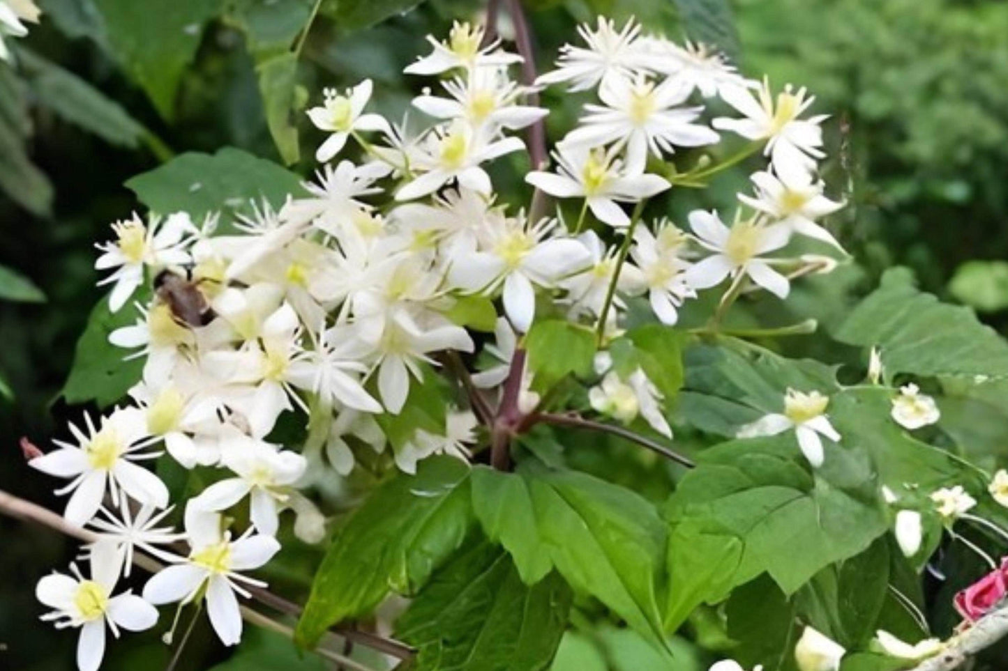 Clematis Seeds – Virgin’s Bower (Clematis virginiana) – Native Climber for Fences & Pollinator Gardens, Fragrant White Blooms, Easy to Grow