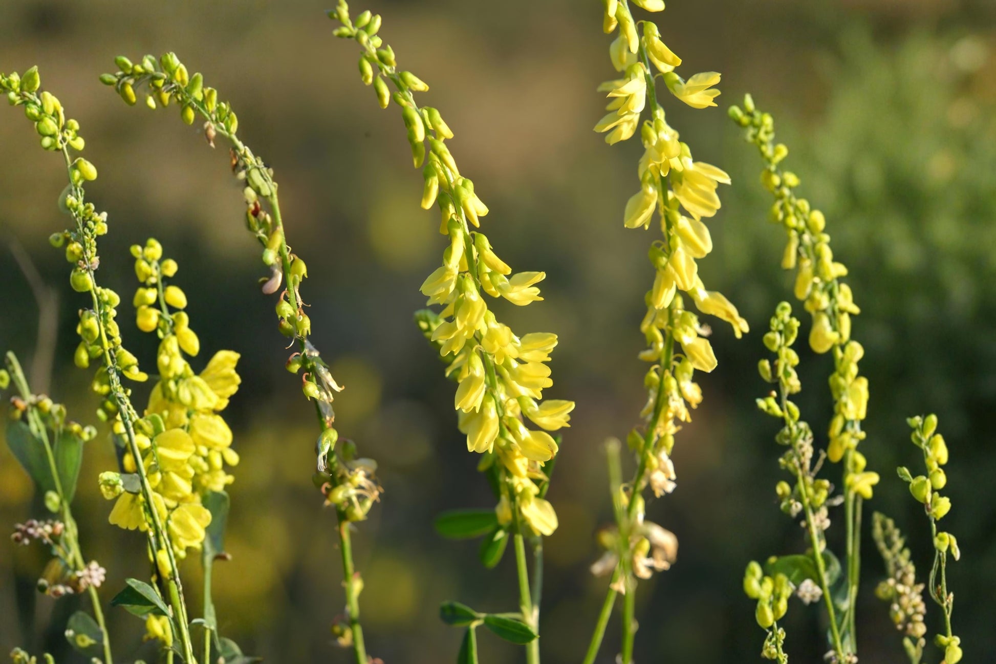 Yellow Sweet Clover Seeds (Melilotus officinalis) – Tall-growing Pollinator, Cover Crop, Soil Improvement, Nitrogen Fixing