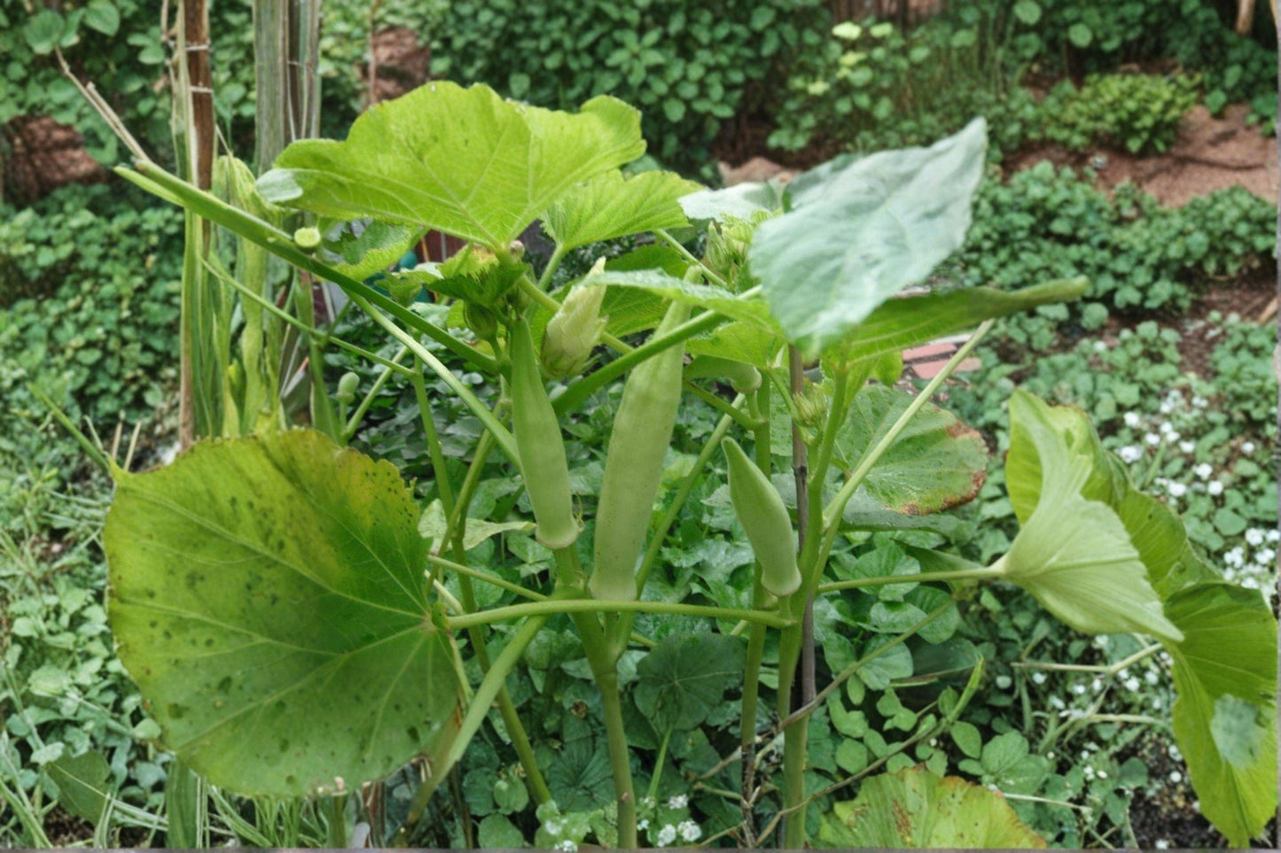 Blondy Okra Seeds, Rare AAS Winner, Tender Pale Pods, Home Garden, Vegetable Seeds