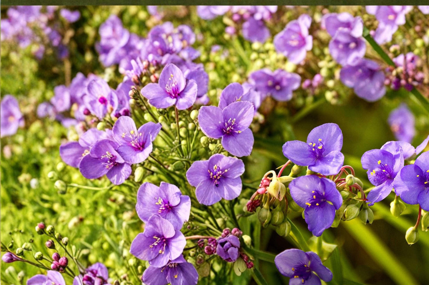 Prairie Spiderwort Seeds – Tradescantia bracteata – Native Perennial with Blue to Violet Flowers, Grass-like Foliage, for Gardens & Natural Landscapes