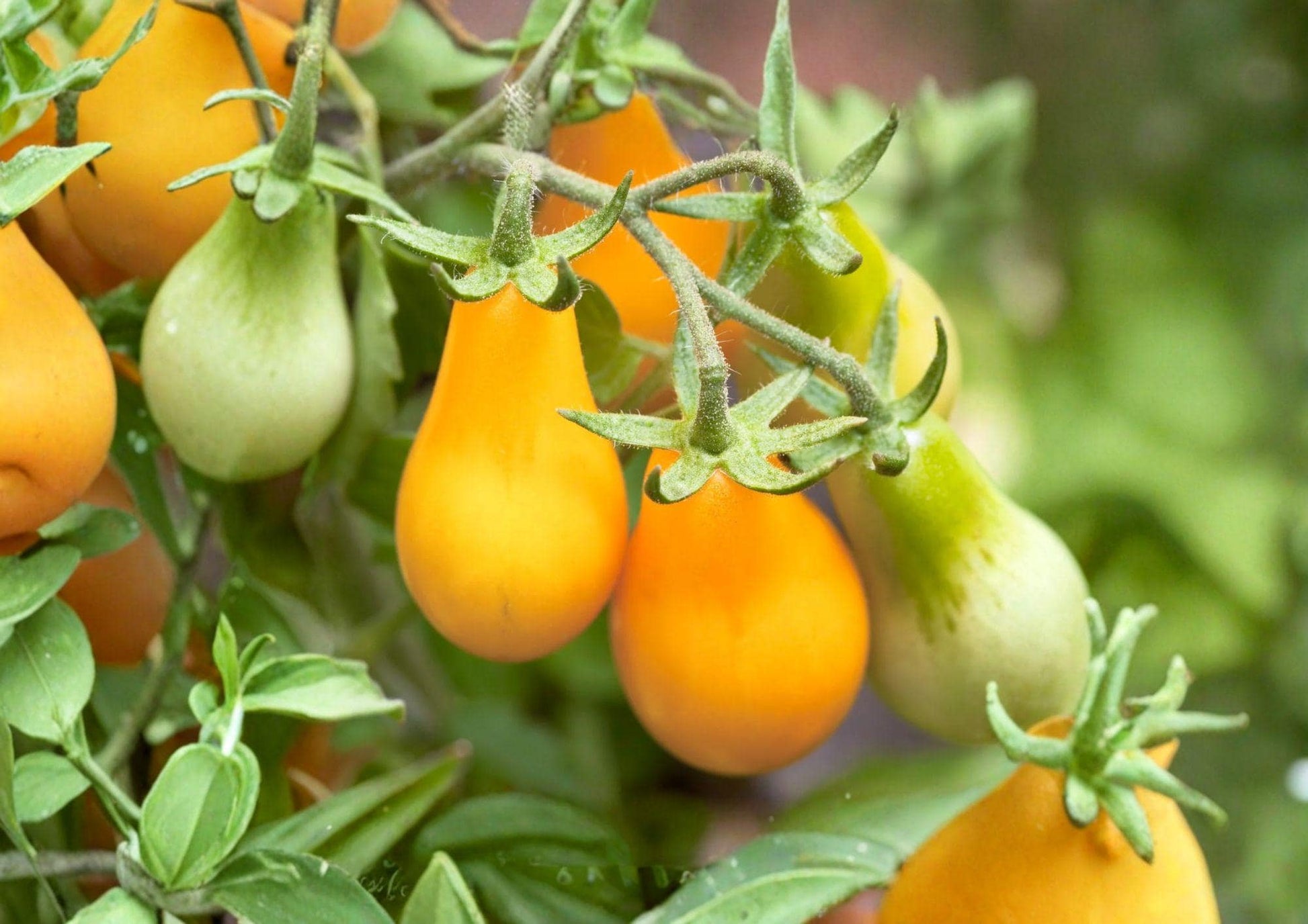 Yellow Pear Tomato Seeds, Heirloom Non-GMO Cherry Variety for Home Garden, Sweet and Bite-Sized Fruits