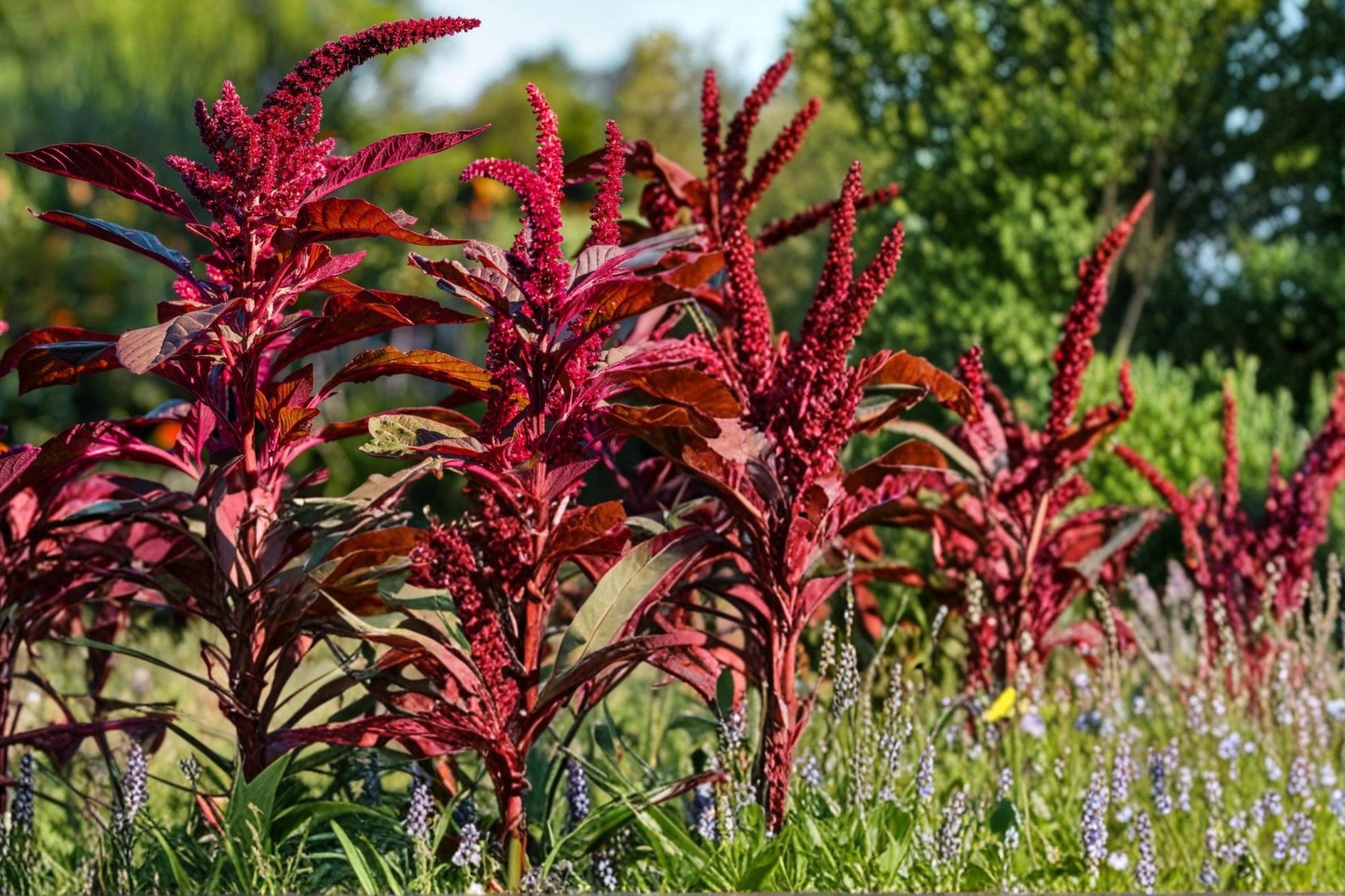Red Garnet Amaranth Seeds – Amaranthus tricolor, Vibrant Red Foliage, Herbaceous Annual for Borders & Ornamental Gardens