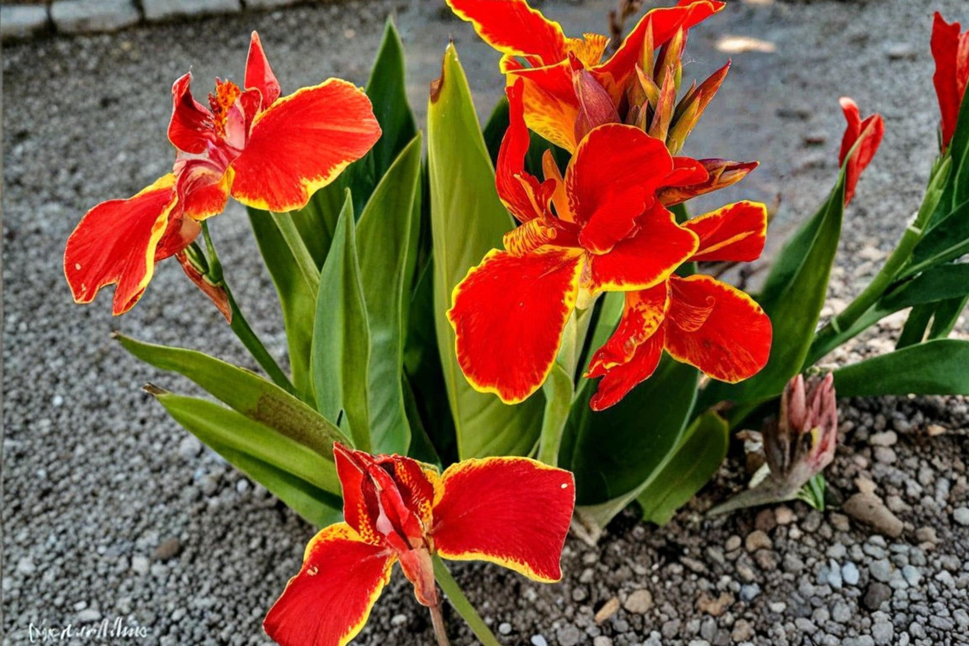 Lucifer Canna Lily Bulbs – Red Flowering Perennial Canna Plant for Garden Beds & Containers