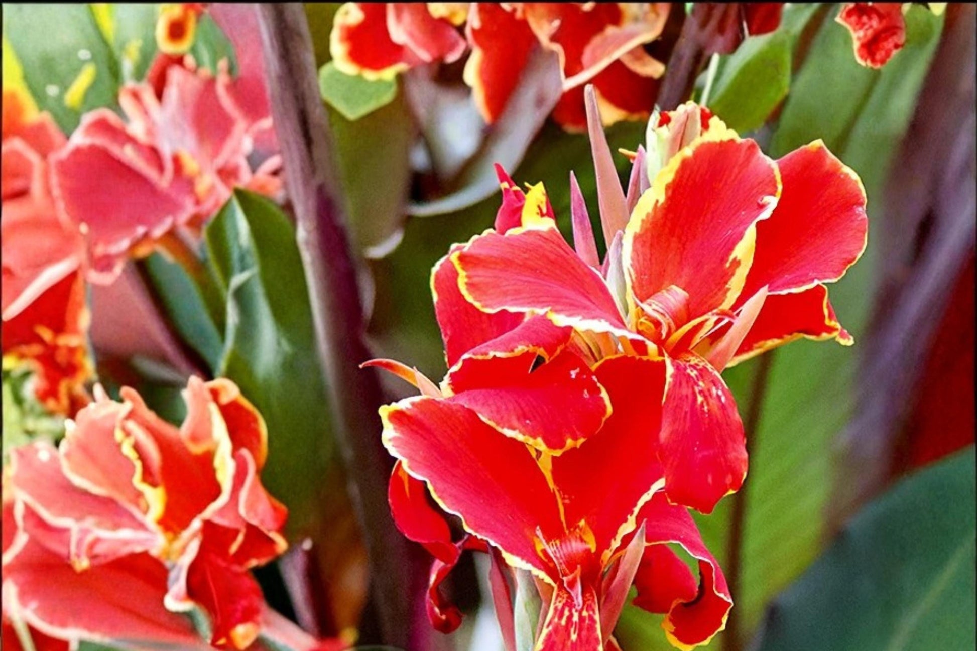 Lucifer Canna Lily Bulbs – Red Flowering Perennial Canna Bulbs for Garden Beds & Containers