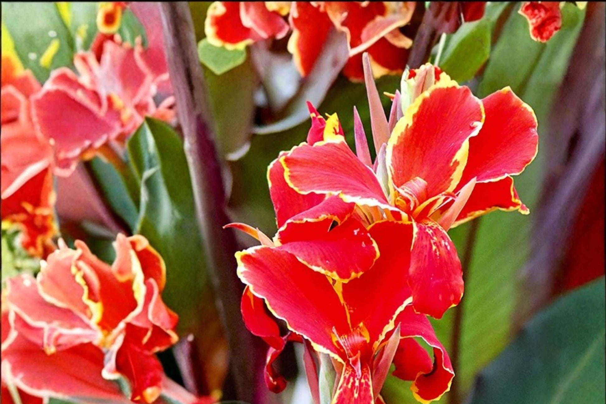 Lucifer Canna Lily Bulbs – Red Flowering Perennial Canna Bulb for Garden Beds & Containers