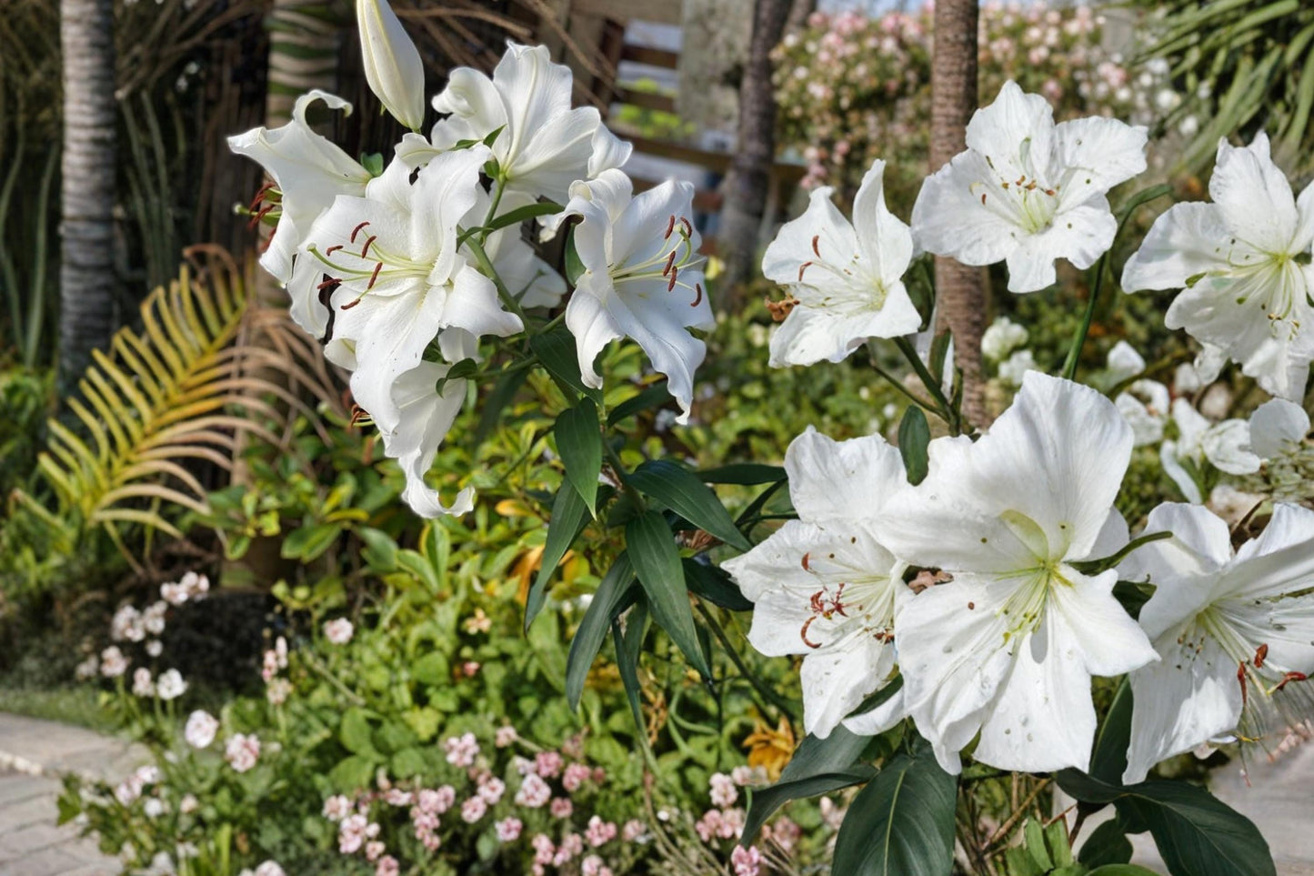Riverdale White Asiatic Lily Bulbs – Lilium, 5 Pack, White Flower Bulbs for Garden Beds & Borders