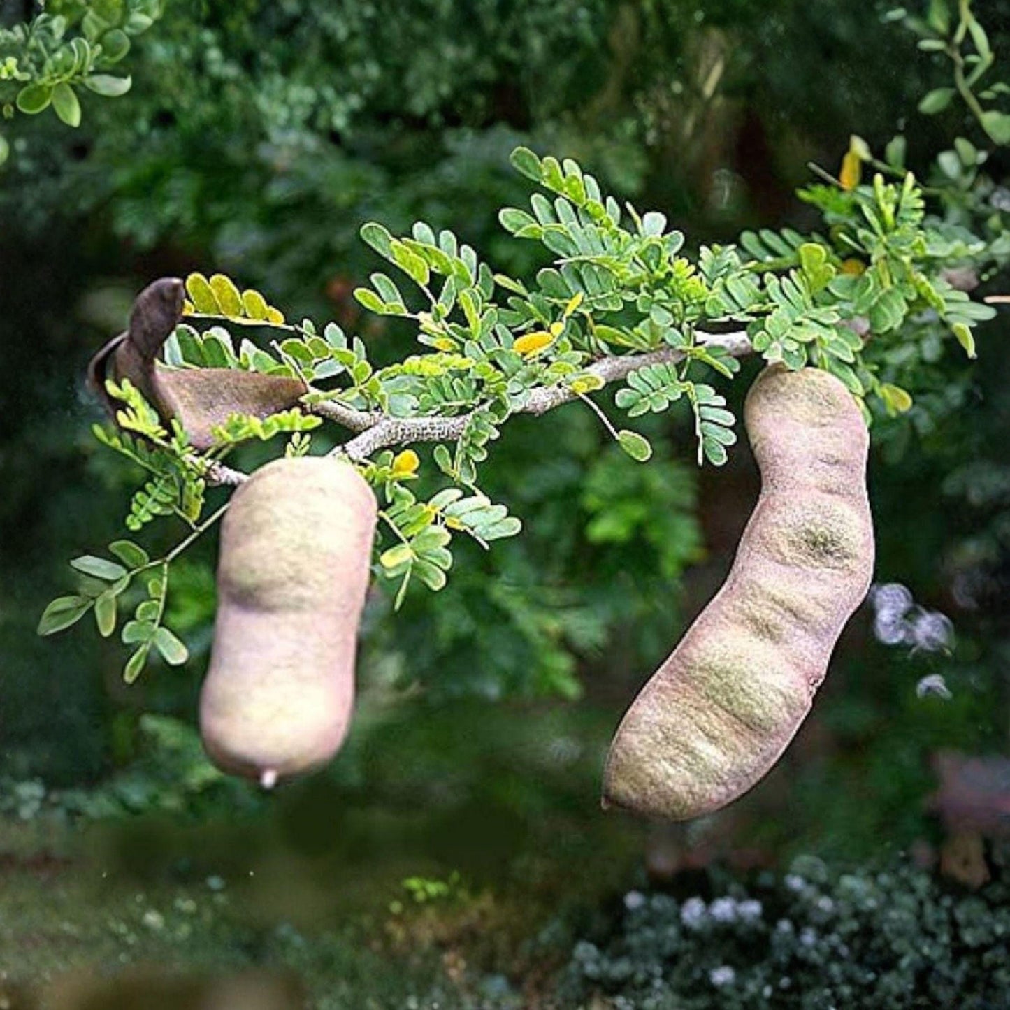Texas Ebony Tree Seeds, Drought Tolerant Ornamental, Landscape Shade Tree, Pithecellobium flexicaule, Evergreen Seed Packet
