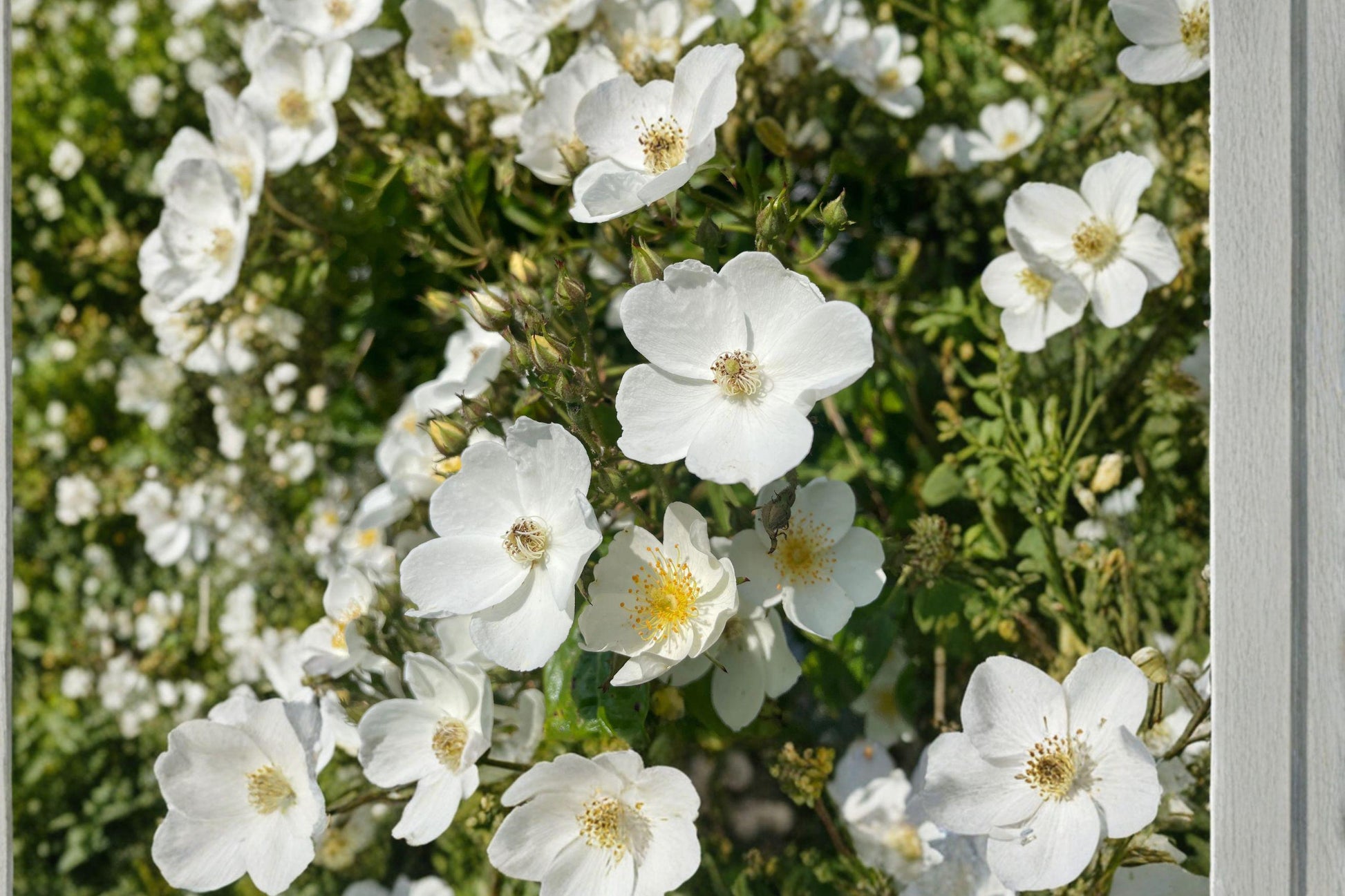 White Climbing Rose Bare Root Plant – Rosa spp. Flowering Vines for Garden Walls and Trellises