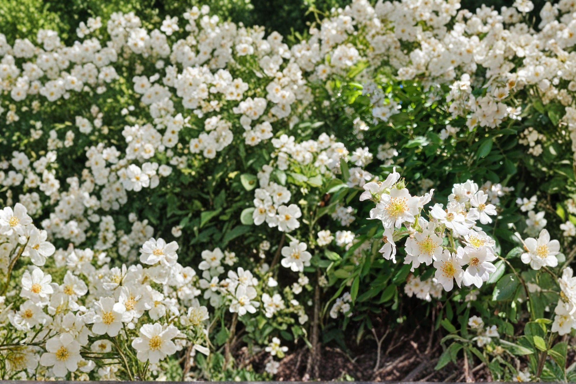 White Climbing Rose Plant Bare Root – Rosa spp. Perennial Flowering Shrub for Garden, White Blooms