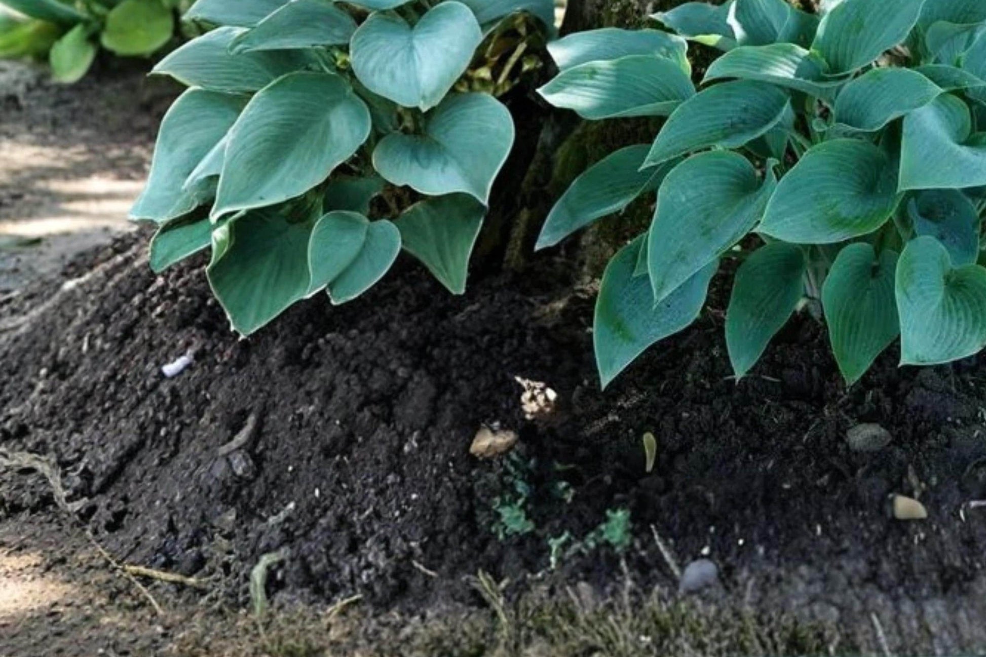 Canada Blue Hosta Bare Root Plants – Shade-Loving Perennial with Blue-Green Foliage, Lavender Flowers, Hosta spp.