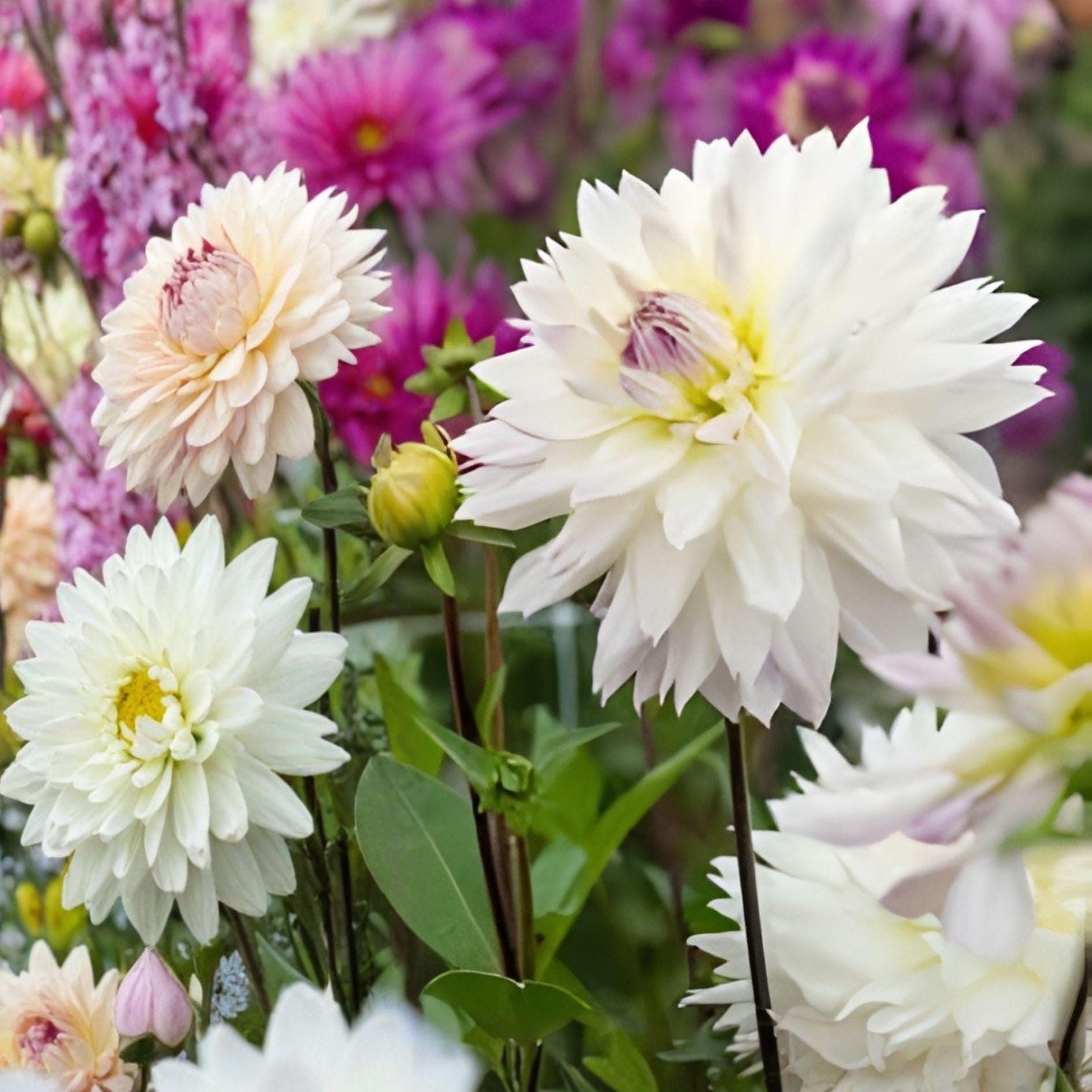 Dahlia Tuber Crazy Love White Purple Edge Perennial Garden Flower, Easy Grow, Bicolor Bloom